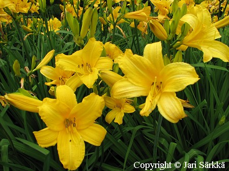 Hemerocallis Hybrida-Ryhm 'Apricot' tarhapivnlilja